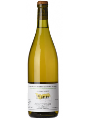 Pianta Etna Bianco 2019 Bottiglia 0,75 lt